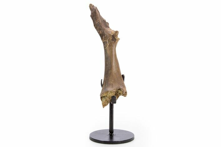 Fossil Crocodylomorph Humerus w/ Metal Stand - South Dakota #335518